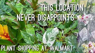 Rare Plant Shopping at Walmart! Costa Farms New Plants!