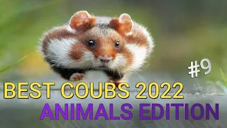 Best Animals Coub #9-СМЕШНЫЕ ЖИВОТНЫЕ 2022-ТОПовая подборка-Funny Animals Videos Compilation 2022