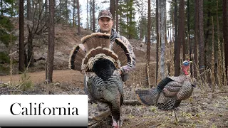 California Public Land Turkey Hunting- Rio Grande Turkeys