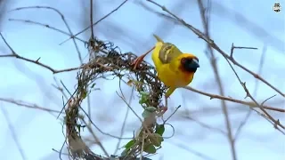 Weaver Bird building Nest - Amazing Videos | Wild Wonders