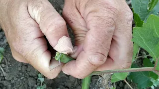 Самый надёжный способ прививки винограда.Дополнение.super grape grafting