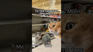 CAR MEMES: TO THE GROCERY PT.5 #relatable #cat #catmemes #catvideos #catlover
