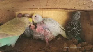 Parakeet Chicks Sounds Inside Nest Box - Blue & Cream Baby Budgie