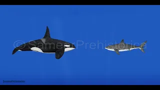 Great White Shark vs Orca