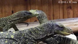 New Varanus Salvadorii exhibiting male dominance activity