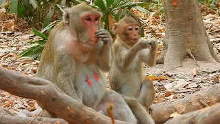 Beautiful monkey mother Jane and her kid Jona