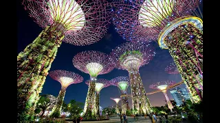Путешествие. Юго-Восточная Азия(15) Сингапур поющие деревья 20. 11. 19.