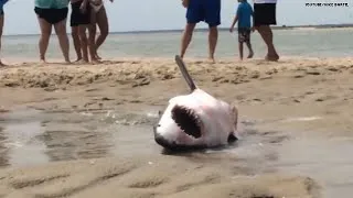 Video: Beachgoers save stranded great white shark!