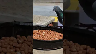 the pigeon editing food #birds #4kwildlife #wildlife