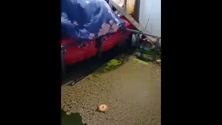 tree falls on man sleeping in a room full of water and watermelon falls into water