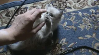 Алёшенька котёнок Сибирский.