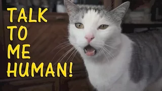 Cats Talking With Their Humans 2015 [NEW]