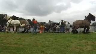 TUG OF WAR: 8 Horses against 8 Horses