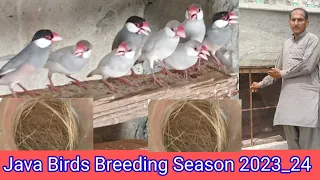 Java Birds Breeding Season Progress 2024 l Fawn Java l Silver Java l Java Sparrow
