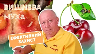 Вишнева муха. Перевірений досвідом ефективний захист.