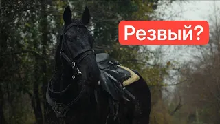 Обзор на взрывного жеребца. Галоп по реке | Александр Обжерин