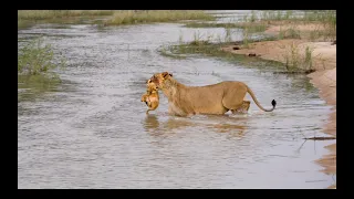 LIONESS Crosses River with CUBS. Then LEOPARD Cubs and HYENAS.