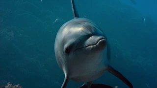 Disneynature's Dolphin Reef - Echo and Mr Mantis - Clip (2020) - Narrated by Natalie Portman,