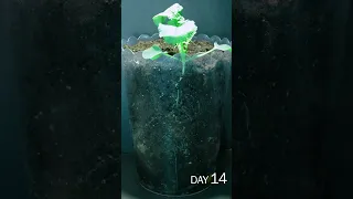 Daikon Seed Sprouting Time lapse - 30 Days to 40 Seconds