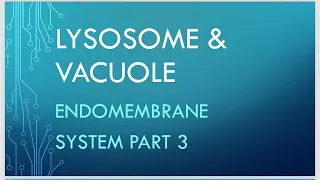 Lysosome And Vacuole! Detail Explanation in easiest method! Endomembrane system part 3! @StartBio