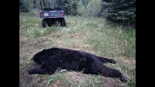 Manitoba Spring Black Bear Hunt June 2023-Kevin Bourgoin Crossbow hunt @ Turtle Mountain Outfitting