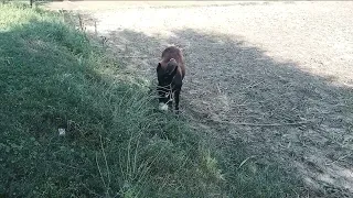 Donkey Eating Grass In Village | # 5