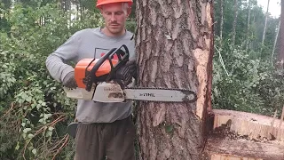 Валка дерева Винтовым валочным клином КВМ-1 хорошая работа