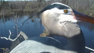 Tree-top view of Great Blue Herons in amazing double flight to nest