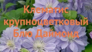 Клематис крупноцветковый Блю Даймонд 🌿 обзор: как сажать, саженцы клематиса Блю Даймонд