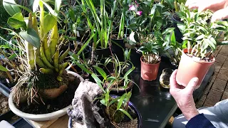Flowering your Dendrobium kingianum Orchids