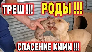 ПИТБУЛЬ КИМИ РОДИЛА РАНЬШЕ ВРЕМЕНИ И СЛУЧИЛОСЬ ТО, ЧЕГО Я И БОЯЛСЯ !!! Спасение Кими !!!