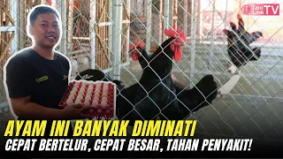 Cara Memulai Ternak Ayam KUB Skala Rumahan. Produktivitas Tinggi Bisa Bertelur Tiap Hari