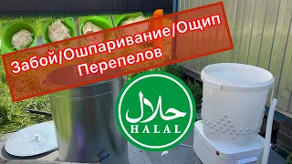 Забой/Ошпаривание/Ощип перепелов|Шпарчан/Перосъемная машина