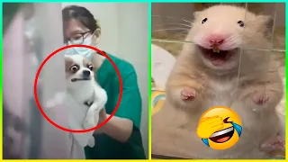 Animales Más Dramáticos 😂 Parte 7