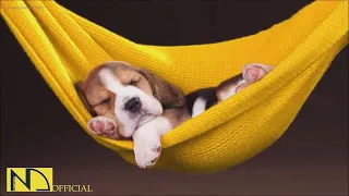 20 HOURS of Deep Sleep Dog Calming Music🎵🐶Dog Separation Anxiety Relief Music💖Dog Music🎵🐶 NadanMusic