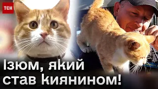 🐱 Врятований з-під завалів! Харківський кіт Ізюм ходить на роботу разом з київськими рятувальниками