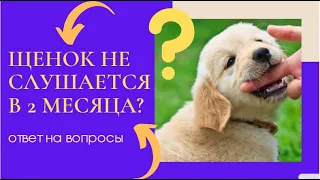 Что делать? Щенок не слушается в 2 месяца? что делать? щенок не слушается  в 3 месяца