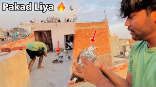 Try To Catch Gola Kabootar 🔥| Pakad Liya kabootar