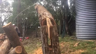 Awesome tree Felling technique