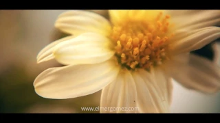 Nikon D3300 Video Test - Cinematic Look KIt lenses 18-55mm VR II  FULL HD Flowers