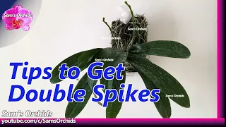 How to get double spikes for Phalaenopsis orchid
