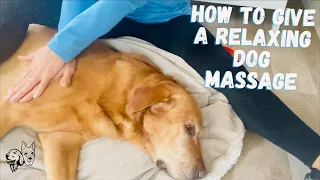 How to Massage Your Dog for Relaxation, Mobility & Longevity