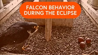 Animal behavior during solar eclipse totality | Peregrine Falcon Cam