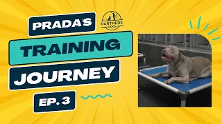 Partners Dog Training Journey | Prada | Ep. 3