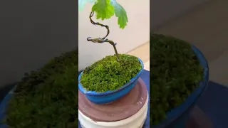 [БОНСАЙ] Дуб. Міні бонсай [Mini Bonsai Oak] #shorts