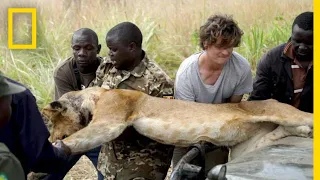 Lion Falls From Tree During Rescue From a Wire Snare Injury | National Geographic