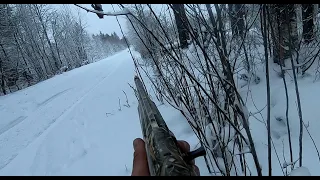 Ketunmetsästystä / Foxhunting 50