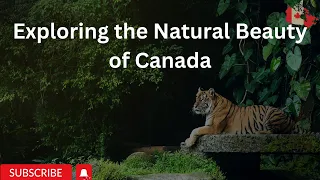 The Amazing Wildlife of Canada