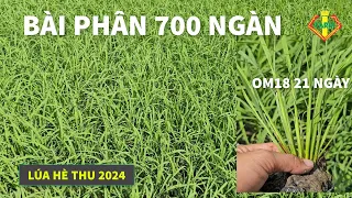 LÚA HÈ THU 2024: BÀI PHÂN VÀ THUỐC LÚA MAU PHÁT - QUÁ RẺ TIỀN