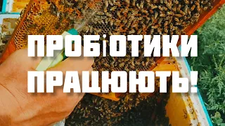 ✅Боротьба із захворюваннями розплоду